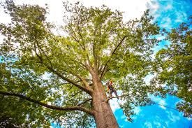 Reliable Portsmouth, NH Tree Services Solutions